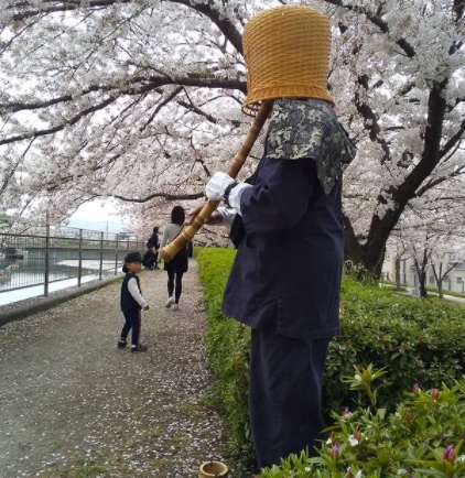 Takuhatsu alms round under cherry blossoms